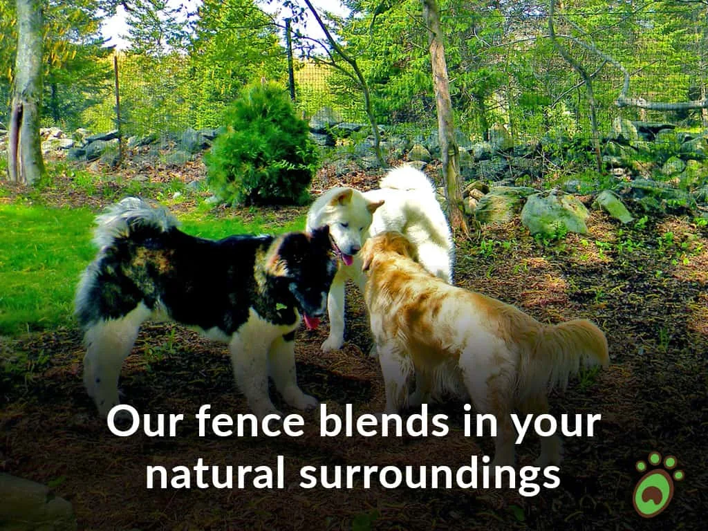 3 dogs blend fence