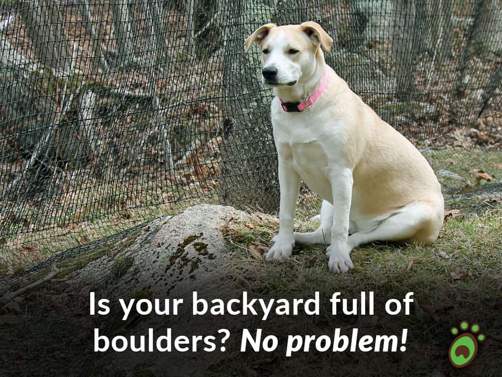 boulders white dog sitting fence