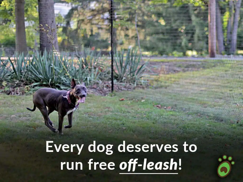 chuffy pit running dog fence