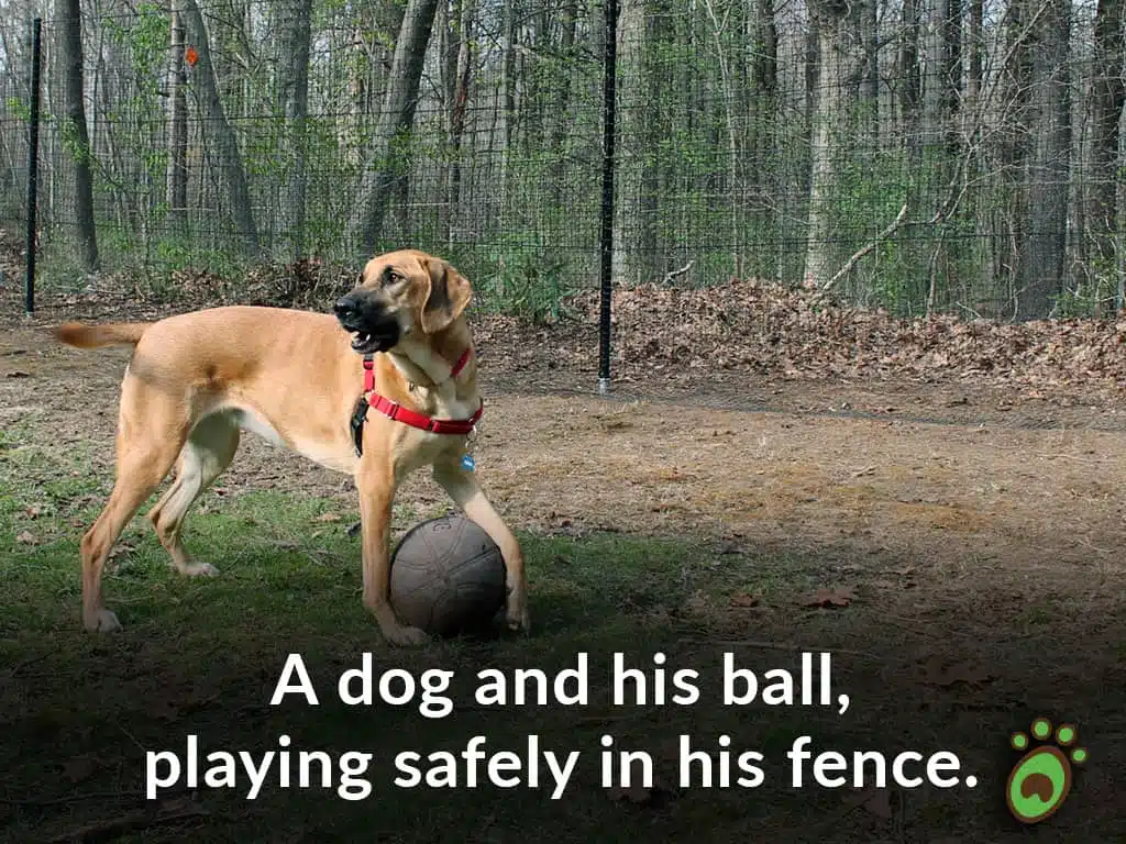 dog ball safe tall dog fence