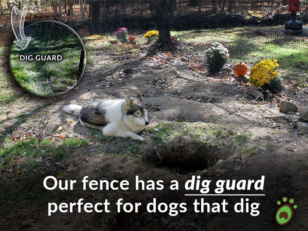 husky dog dig guard