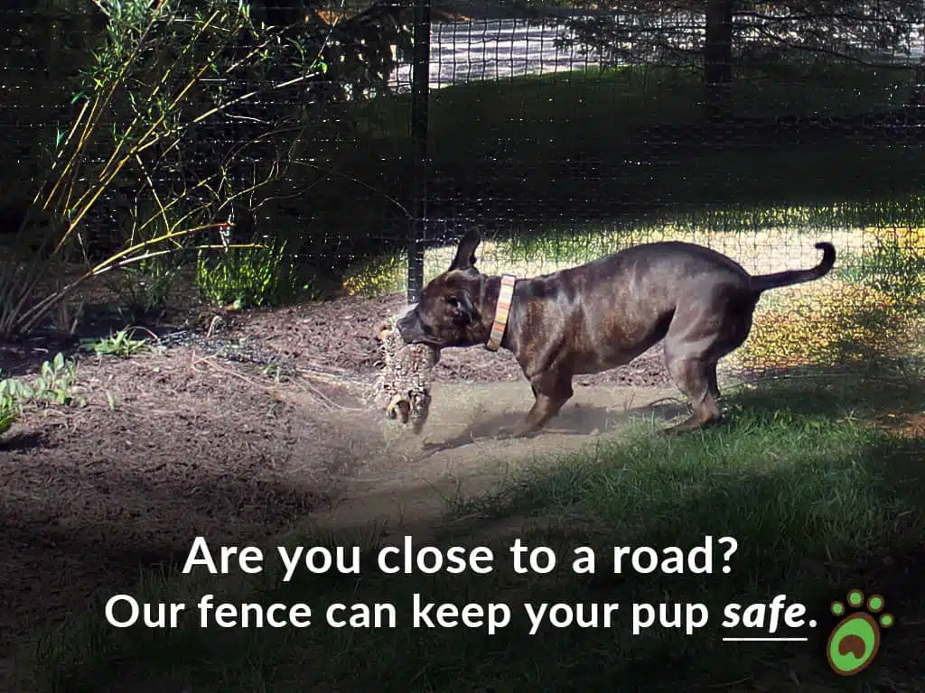 pit road safe dog fence