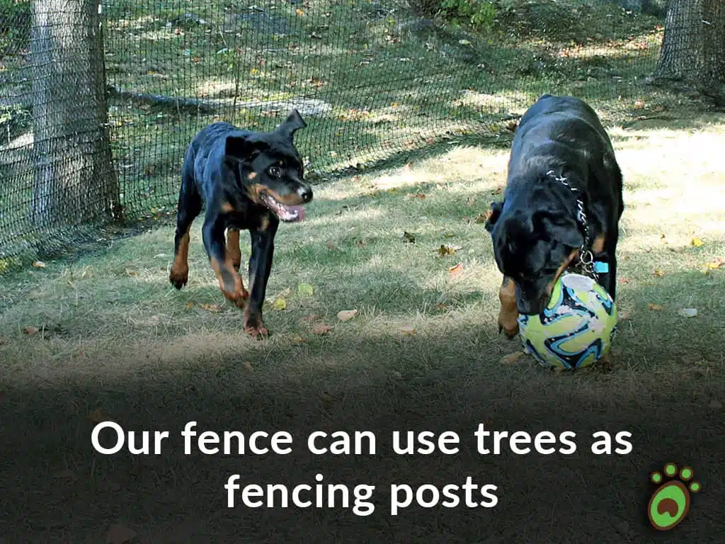 rottweiler playing