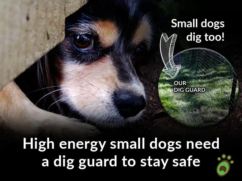 small dogs dig guard