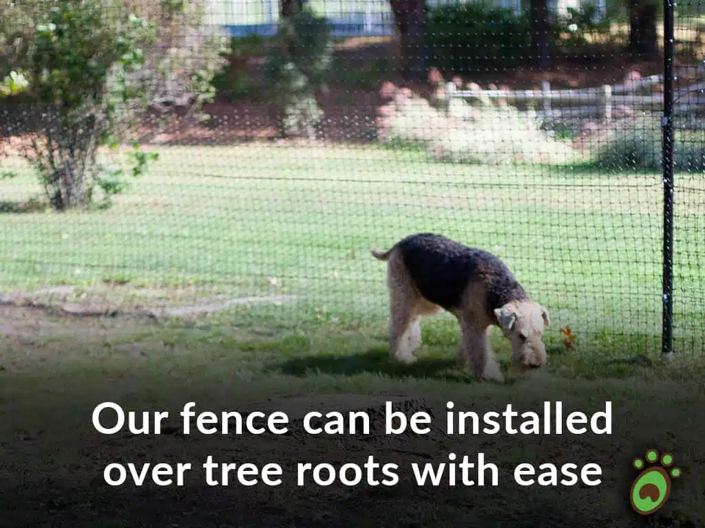 tree roots dog fence