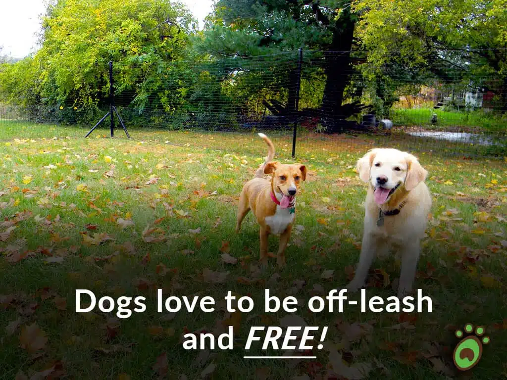 two happy dogs in pet playgrounds dog fence