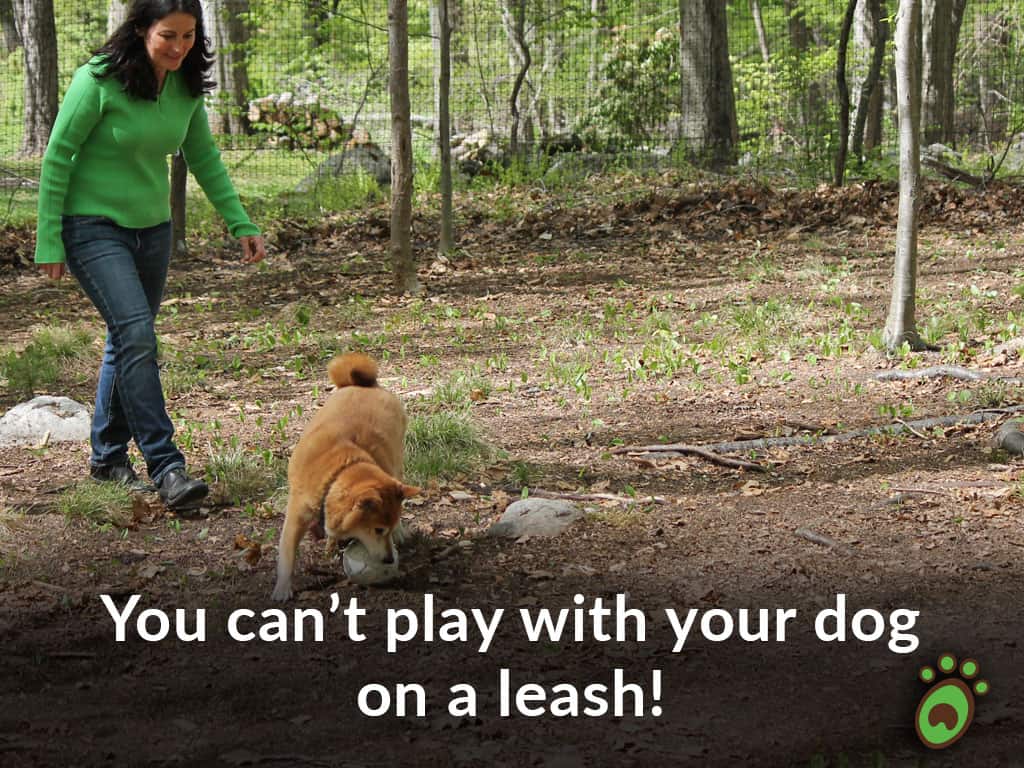 woman dog soccer dog fence