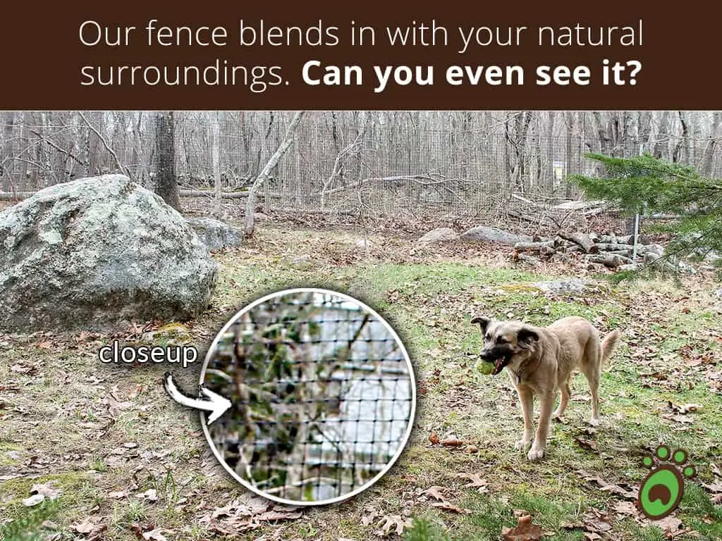 blends-in-dog-mouth