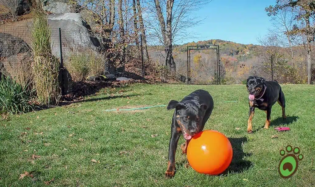 outdoor dog fences