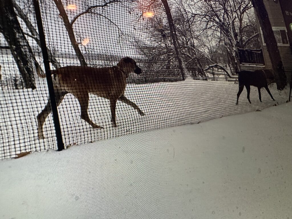 how to keep dog from jumping fence