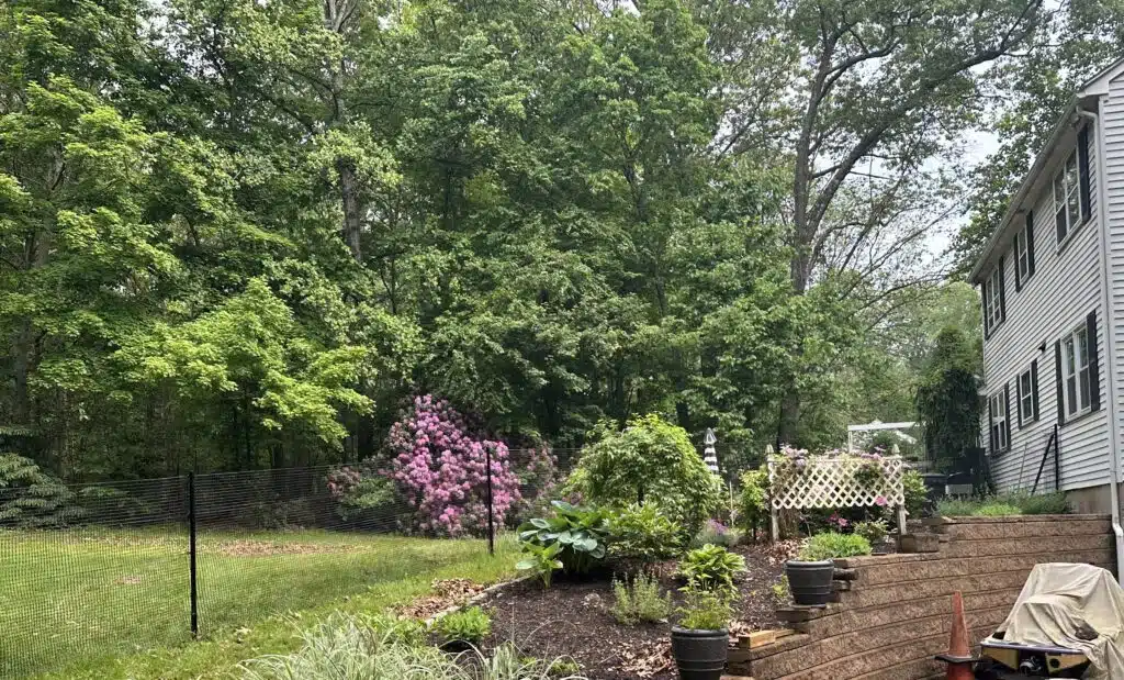 A lush backyard with a blooming pink rhododendron bush, surrounded by greenery and trees, next to a two-story house. There's a black mesh fence, a wooden lattice with climbing flowers, raised wooden flower beds, and outdoor furniture covered by a protective gray tarp.