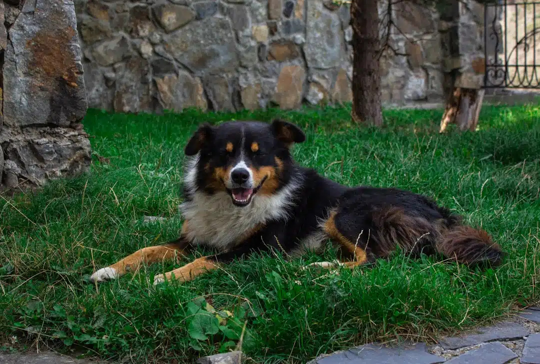 A tri-colored dog with black, white, and tan fur is lying in the grass with a content expression, against a backdrop of a stone wall and gate.