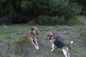 Two dogs in a wooded area, with one dog, a large brown and black dog, sitting on the ground and looking to the side while a smaller tricolor beagle walks past it with its head lowered to the ground.