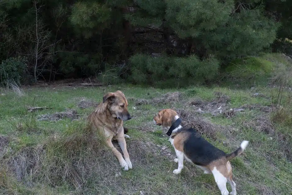 Two dogs in a wooded area, with one dog, a large brown and black dog, sitting on the ground and looking to the side while a smaller tricolor beagle walks past it with its head lowered to the ground.