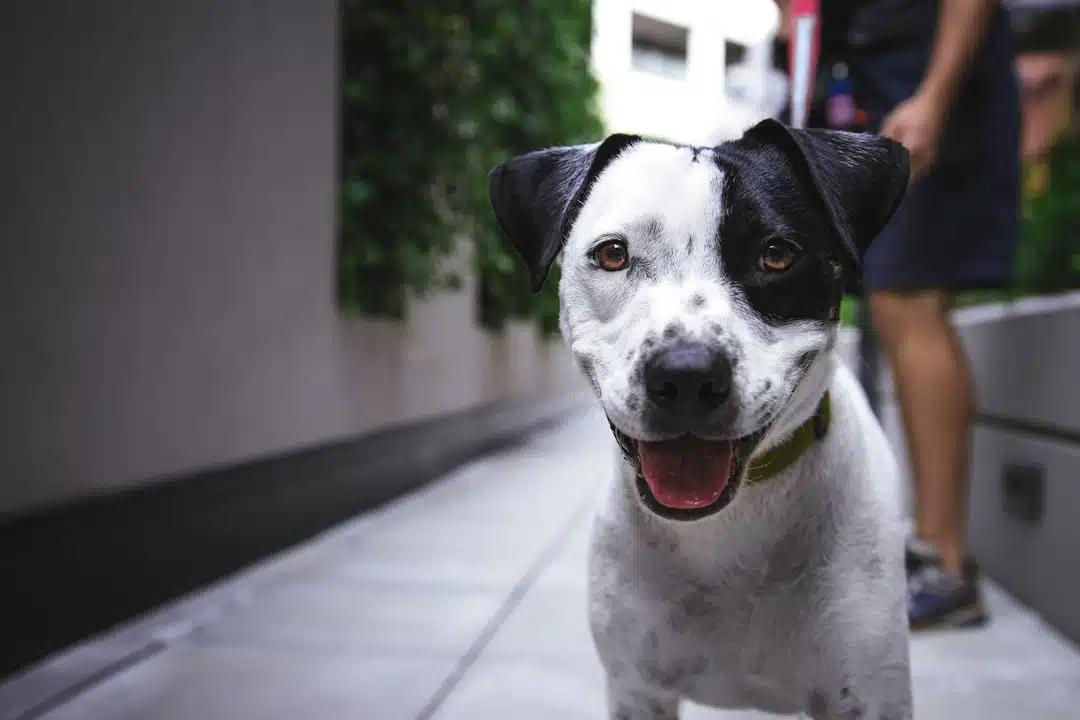 A close-up of a smiling black and white dog with a collar, looking directly at the camera, with a person in the background.